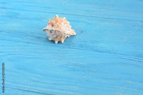 beautiful colorful exotic seashell with selective focus on blue wooden textured background. Summer vacation backdrop with spotted tropical sea shells. Beautiful summer flat lay with shell