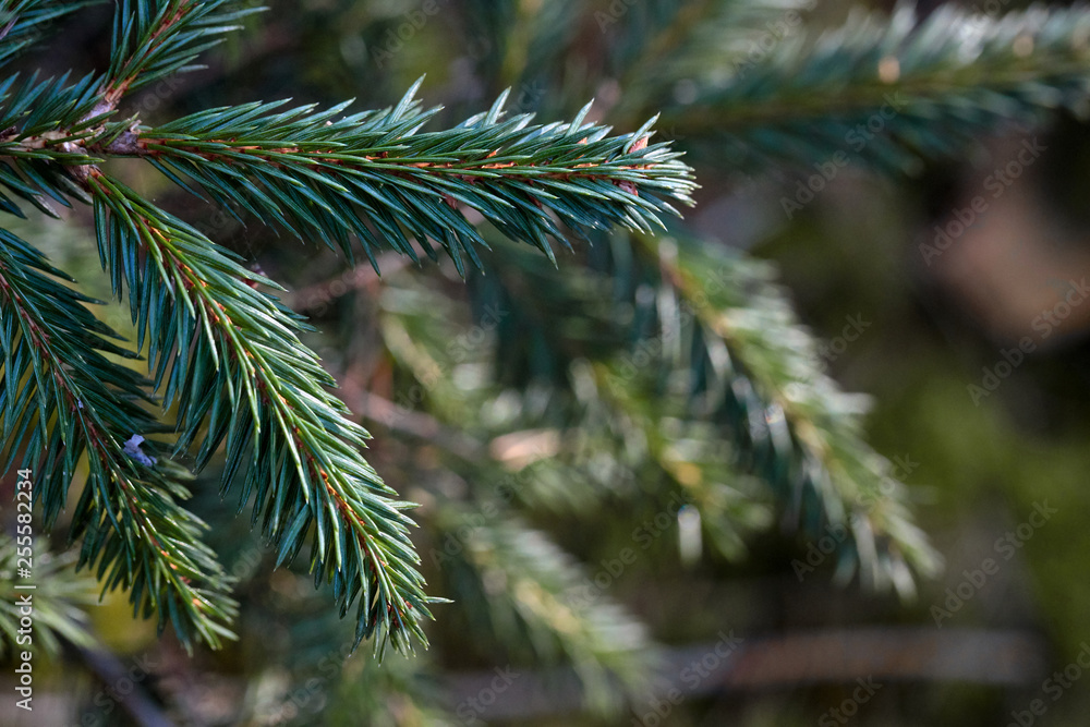 Branches of young fir tree in early spring daytime Branches of young fir tree in early spring daytime