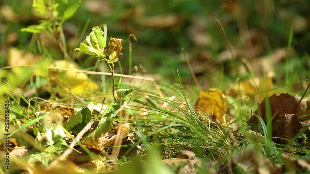 Beautiful green grass background. Real time full hd video footage. Beautiful green grass background. Real time full hd video footage.