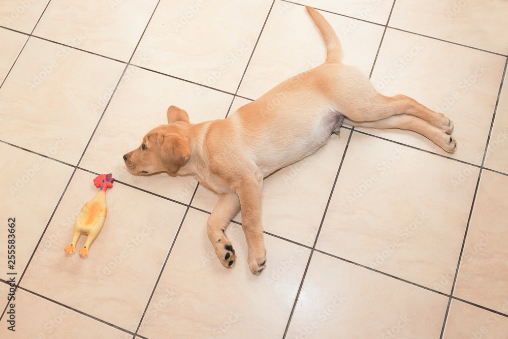 Little lying labrador, golden retriever. Asleepy.