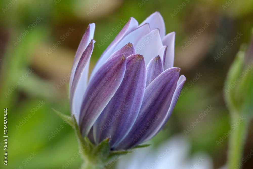 Fototapeta premium tulip in the garden