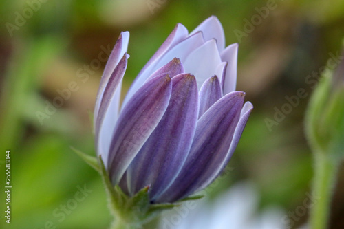 tulip in the garden