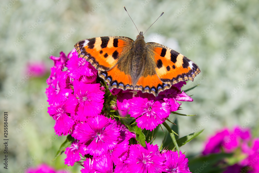 Butterfly Small tortoiseshell,butterfly sitting on a flower of China pink in garden Butterfly Small tortoiseshell,butterfly sitting on a flower of China pink in garden