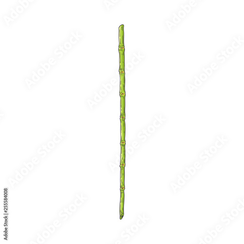 Green bamboo stem in sketch style isolated on white background.