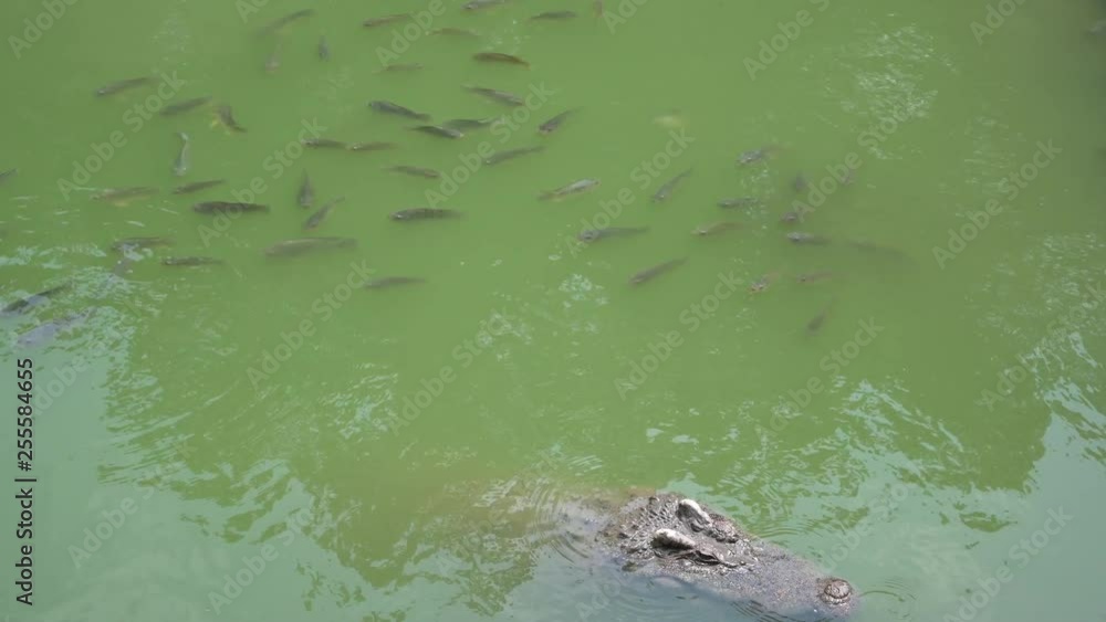 Close up Crocodile at the national park with 4K resolution. Wildlife animal concept. Close up Crocodile at the national park with 4K resolution. Wildlife animal concept.