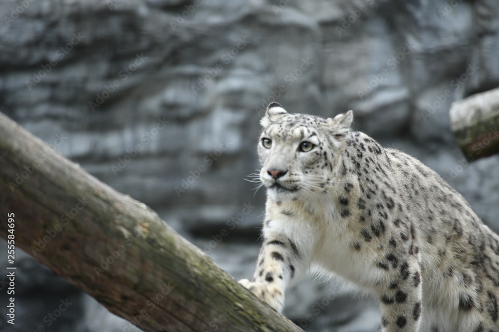 Naklejka premium 動物園