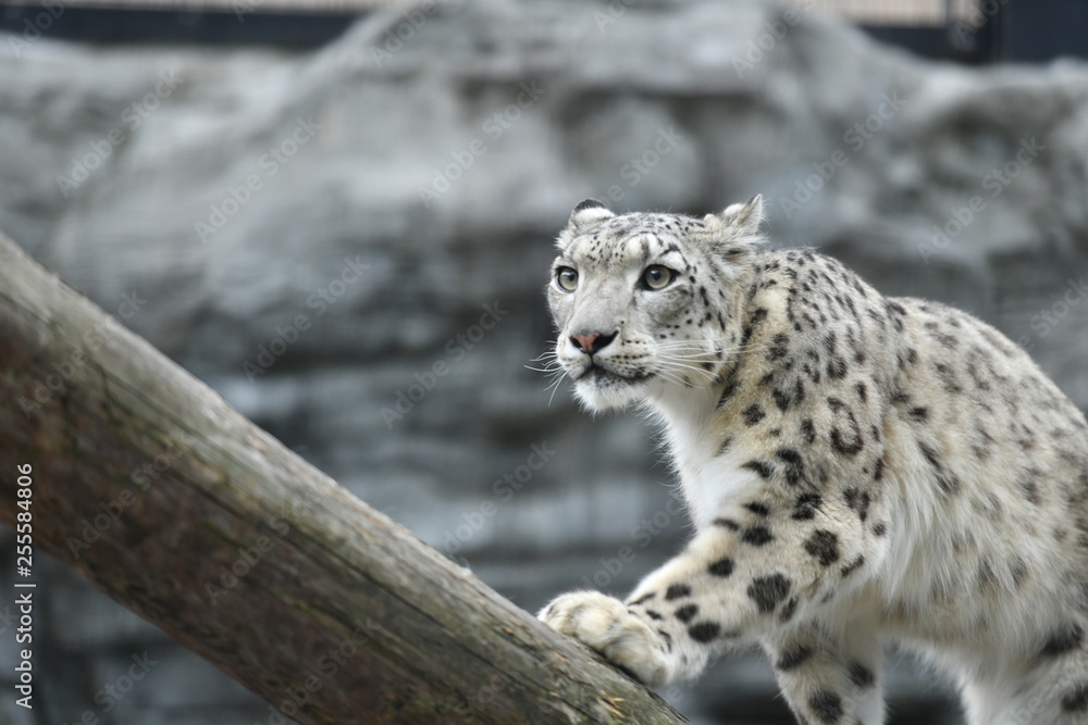 Obraz premium 動物園