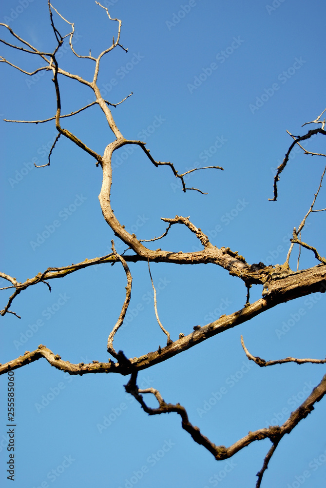 Dry branches of an old tree against a background of blue sky. Dry branches of an old tree against a background of blue sky.