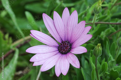 pink flower in garden