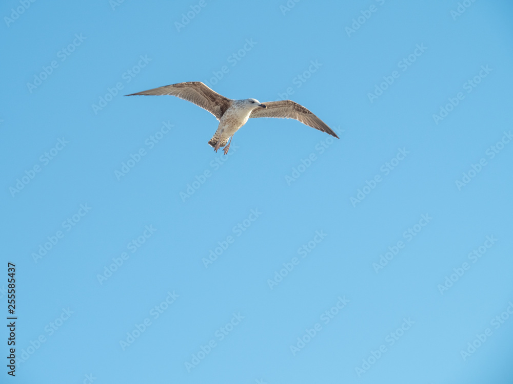 Fototapeta premium Seagull at Port Vell harbour, Spain.