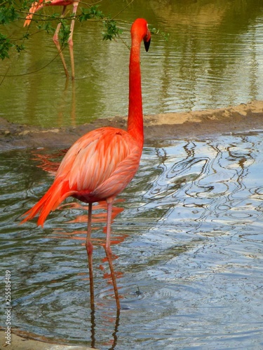pink flamingo in water in summer