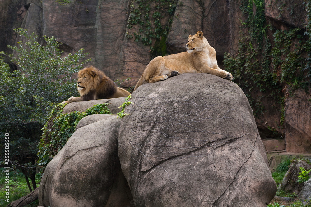 Lioness lying on large boulder dominating male lion resting on smaller rock, with cliff in the background Lioness lying on large boulder dominating male lion resting on smaller rock, with cliff in the background