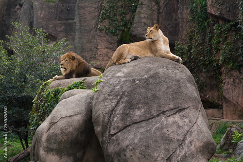Billede på lærred Lioness lying on large boulder dominating male lion resting on smaller rock, wit