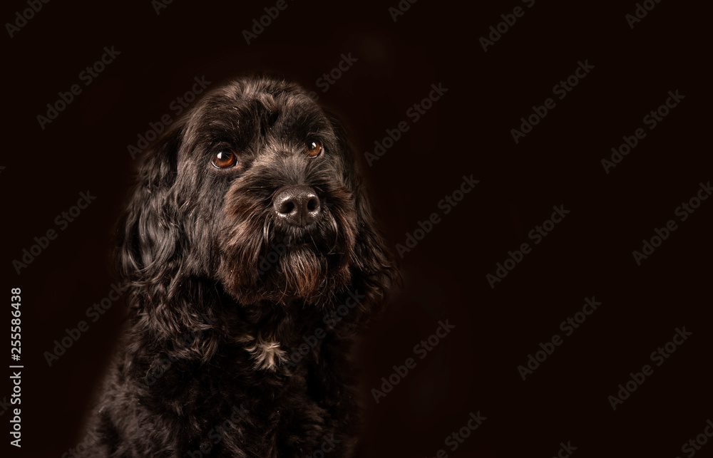 Portrait of beautiful Cockapoo dog Portrait of beautiful Cockapoo dog