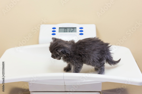 Tiny grey kitten being weighed on white veterinarian scale