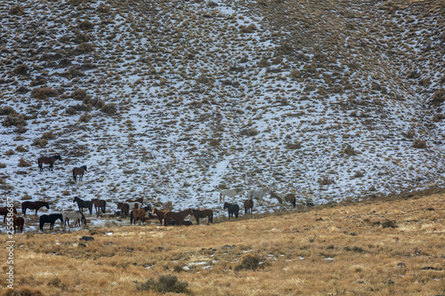 Herd of Wild Horses in Utah in Winter