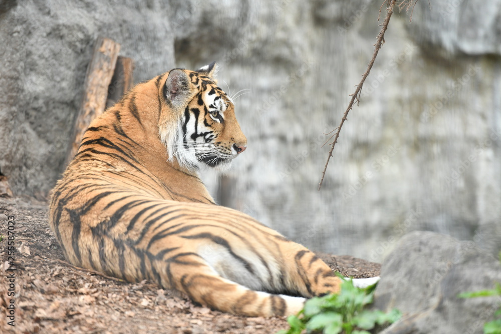 Fototapeta premium Zoo