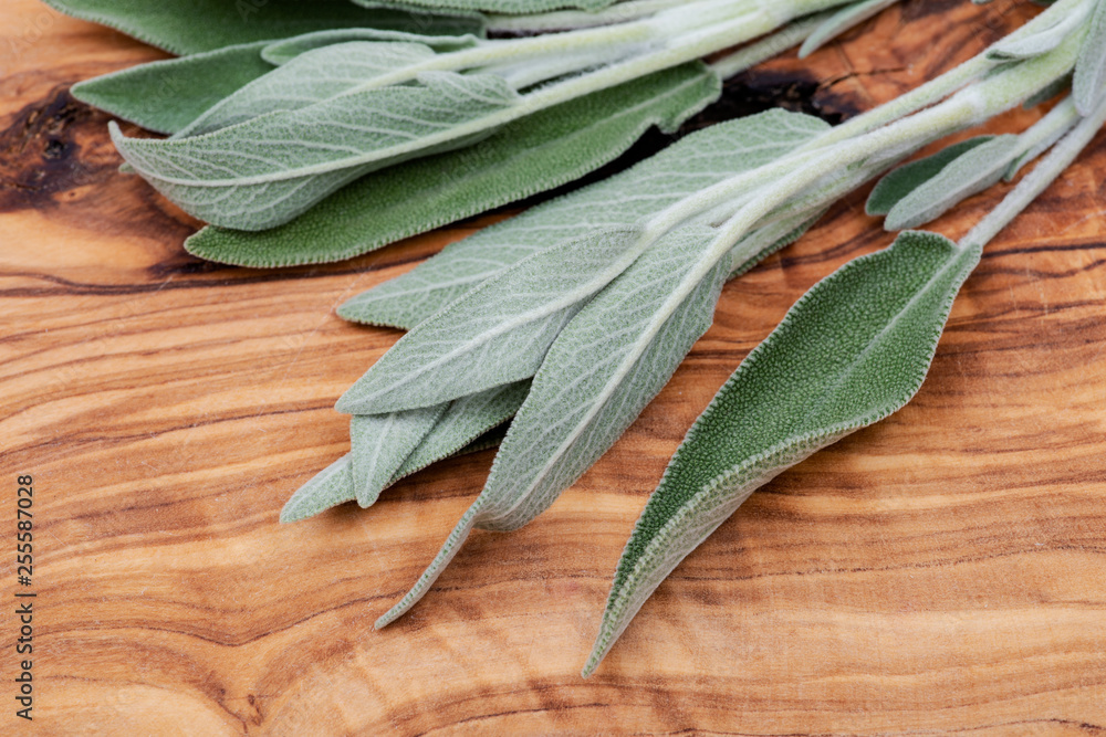 Obraz premium Fresh Organic Garden or Common Sage (Salvia officinalis) leaves on natural olive wood. Lamiaceae mint family. 