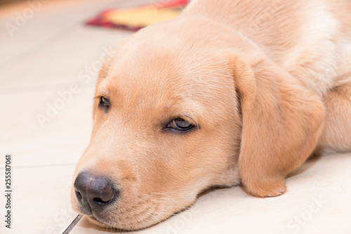 Little lying labrador, golden retriever. Asleepy.