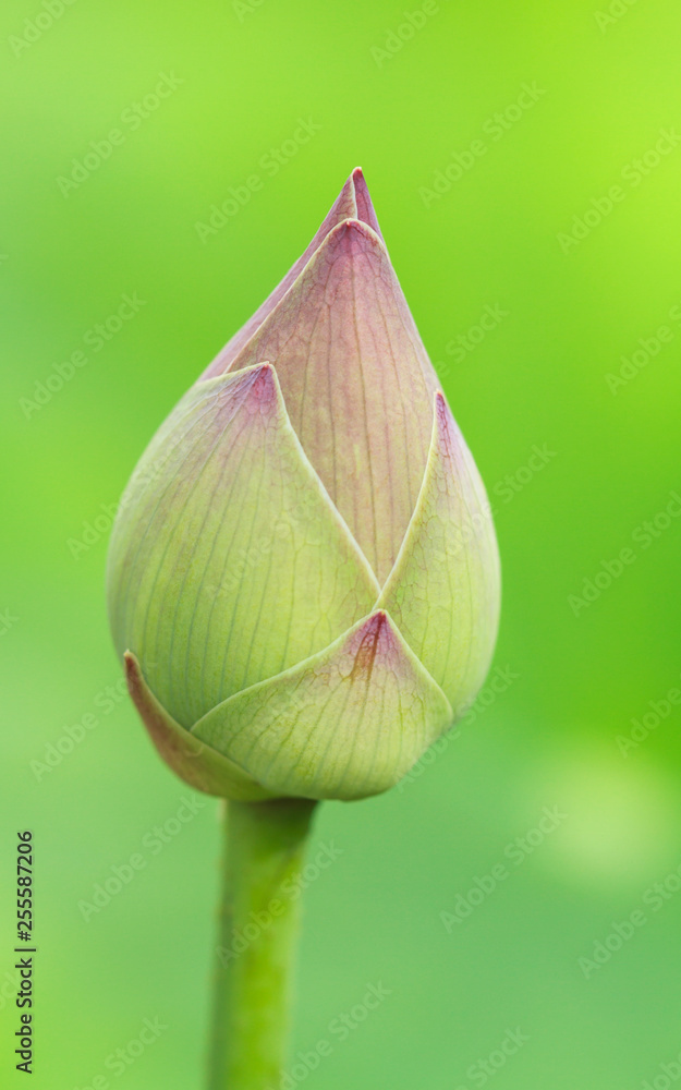 Lotus Flower On Green Background. Lotus Flower On Green Background.