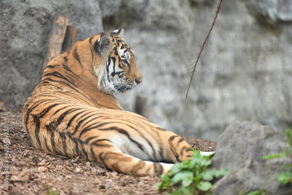 Obraz premium 動物園