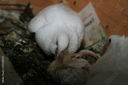 Taubenmutter füttert ihr Taubenküken