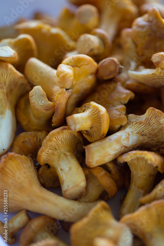 fresh chanterelles macro