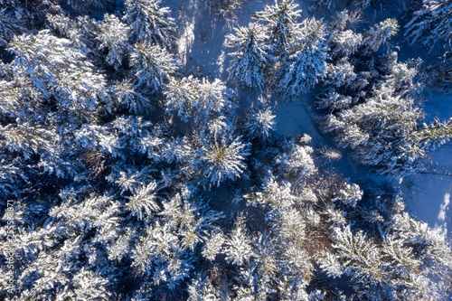Luftaufnahme von schneebedecktem Wald und Baumwipfeln im Sonnenlicht  Mittenwald  Bayern  Deutschland
