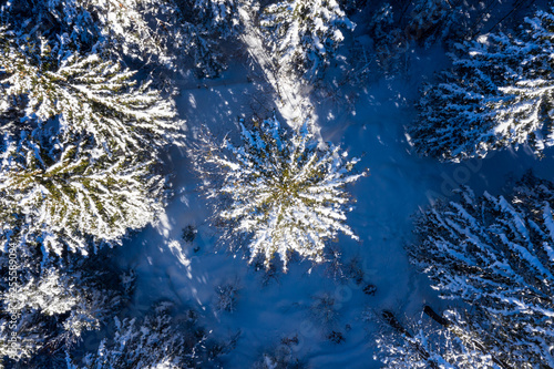 Luftaufnahme von schneebedecktem Wald und Baumwipfeln im Sonnenlicht, Mittenwald, Bayern, Deutschland © Maximilian D.