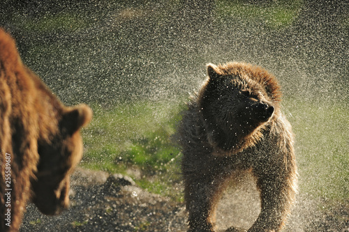 Bears playing after a bath