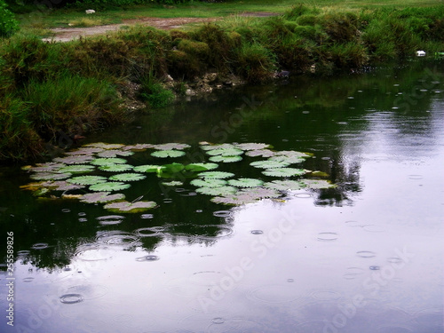 Jamaica pond