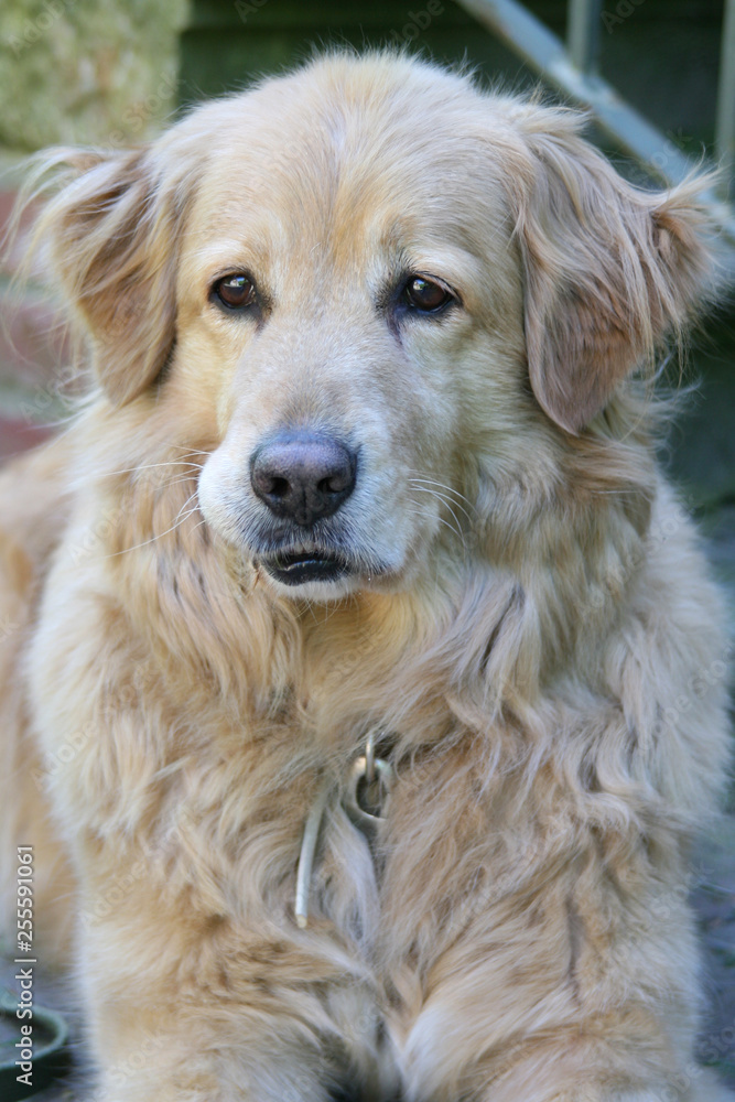 Golden Retriever liegt draußen auf Pflastersteinen Golden Retriever liegt draußen auf Pflastersteinen