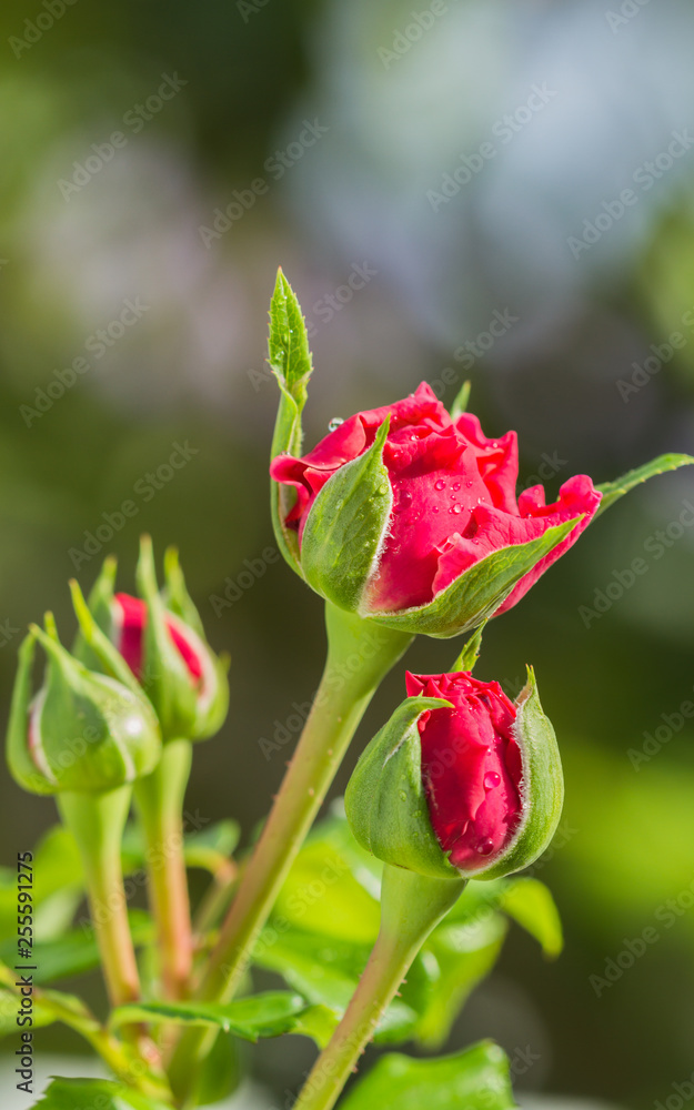 Red Rose With Water Droplets In Sunlight. Red Rose With Water Droplets In Sunlight.