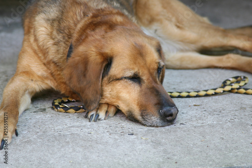 Brauner kurzhaariger Hund schläft draußen auf Pflastersteinen