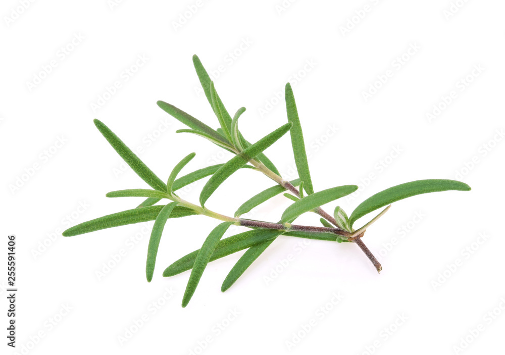 Rosemary isolated on white background Rosemary isolated on white background