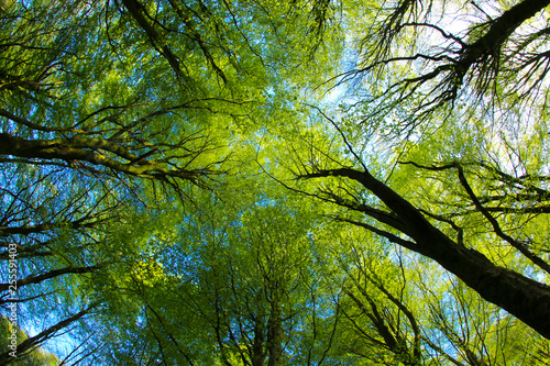 Fresh green leaves in a beech woodland on a sunny spring morning, Cardiff, South Wales, UK. Taken through a fish-eye lens