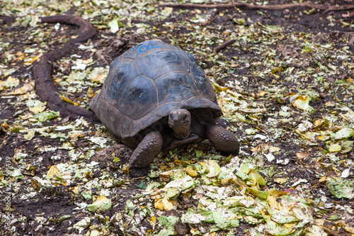Aldabra giant tortoise (Aldabrachelys gigantea) walking at Prison (Changuu) Island near Zanzibar