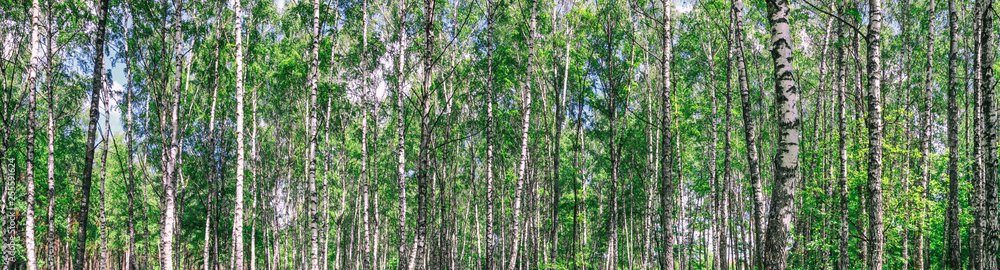 Birch grove on a sunny spring summer day, landscape banner, huge panorama Birch grove on a sunny spring summer day, landscape banner, huge panorama