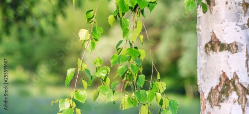 View of the branch in a birch grove on a sunny spring summer day, closeup, with space for text