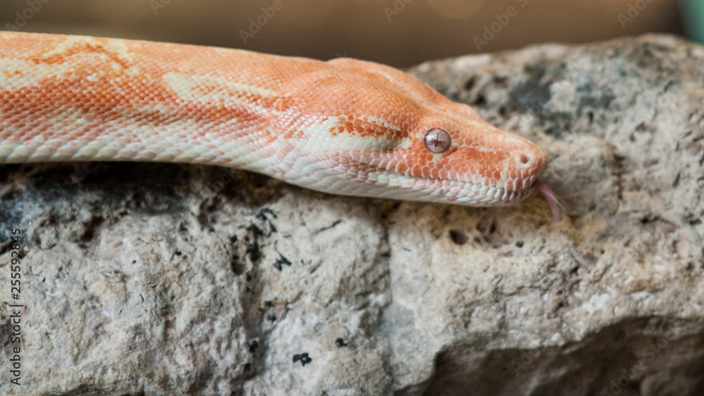 A stunning albino ball python with great coral markings. A stunning albino ball python with great coral markings.