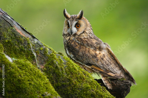 Long Eared Owl (Asio otus) in the Welsh countryside, UK photo