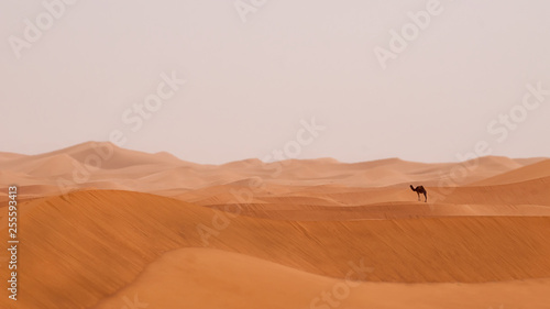 Wüste Sahara mit einsamen Kamel - Dromedar