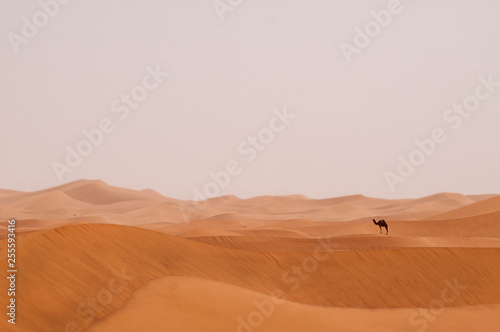 Wüstenlandschaft Sahara mit einsamen Dromedar 