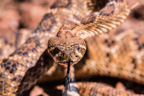 snake with tongue out