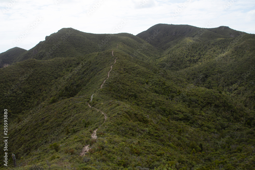 Great Barrier Island: Mountain & Path Great Barrier Island: Mountain & Path