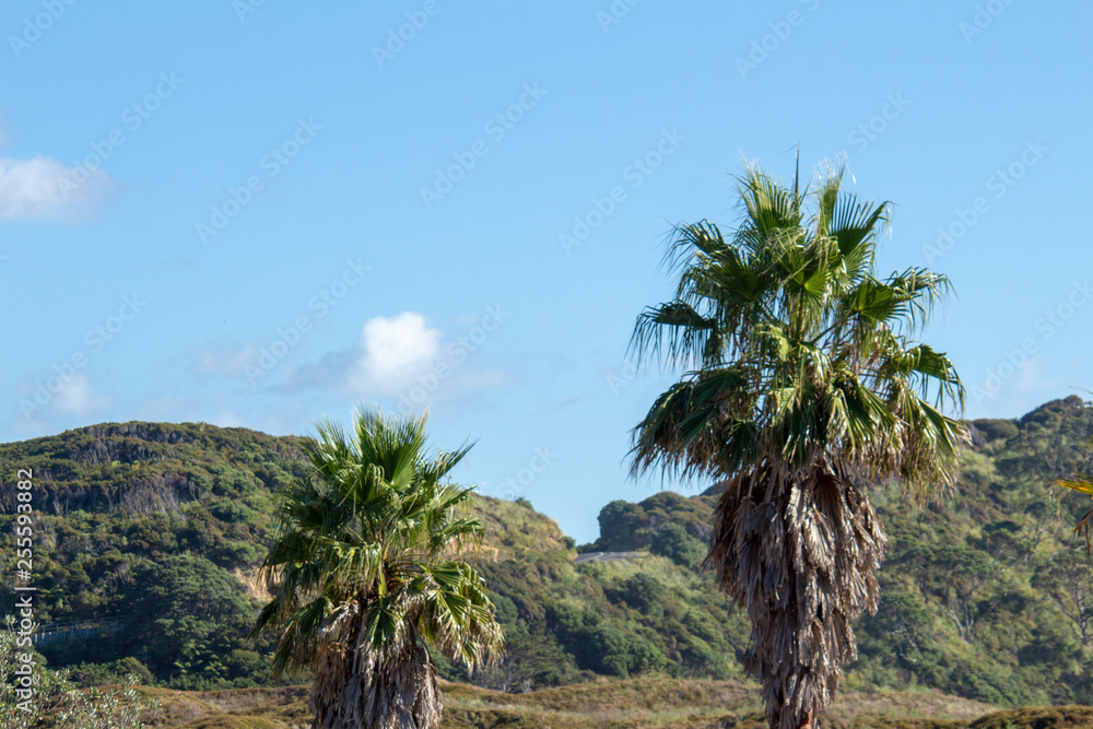 Great Barrier Island: Palm Trees