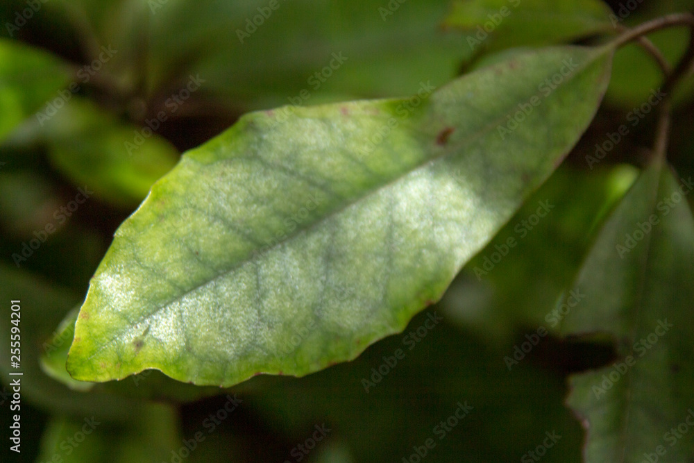 Great Barrier Island: Leaf Great Barrier Island: Leaf