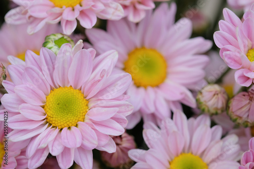 Colorful flowers chrysanthemum made with gradient for background Abstract texture Soft and Blurred style.postcard.