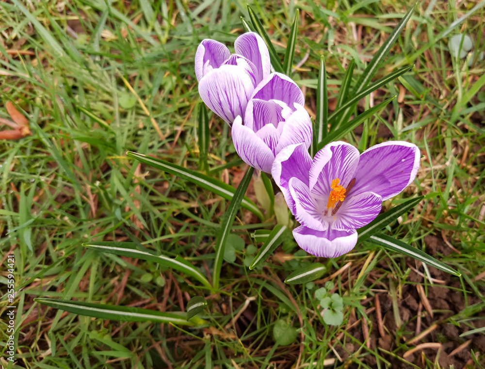 Fototapeta premium Three flowers of crocus vernus with purple lines on their petales