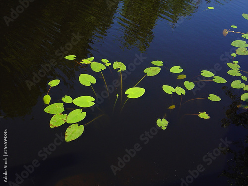 Green water Lily leaves on the water surface.